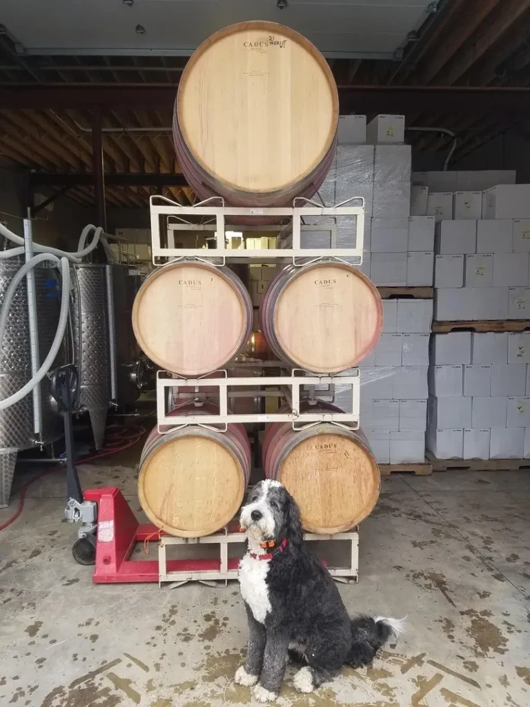 Kosicek Vineyards